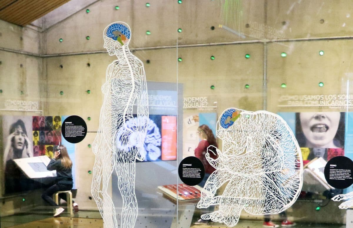 El cerebro será el protagonista de los nuevos talleres de verano del mim